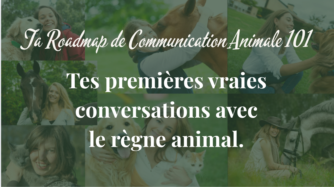 Vignette Masterstudy (4).png